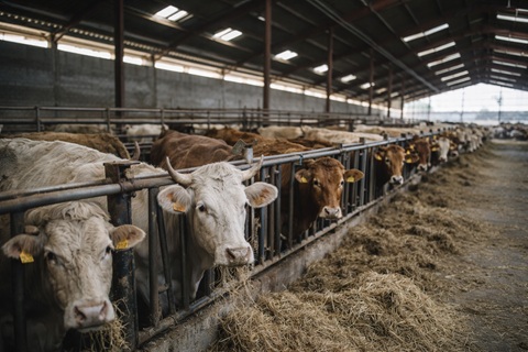 JTB accompagne la cession d'une société
de négoce de bestiaux