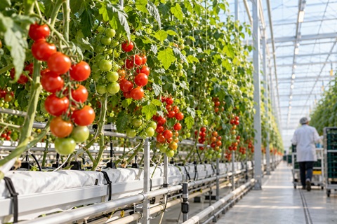 GREEN RISE FOODS conclut un accord en
vue de son rachat par PEREIRA VERDE